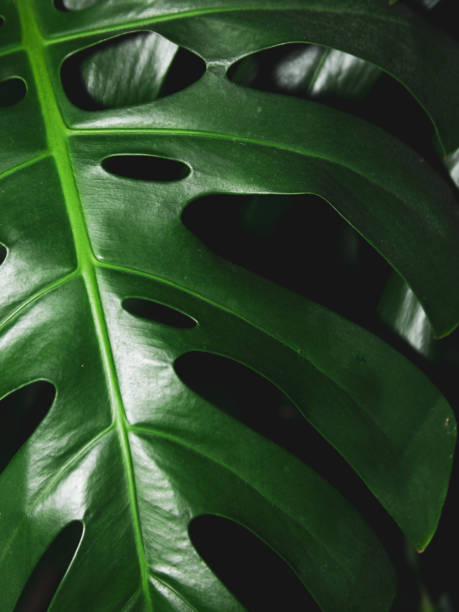 istock Dark green tropical monstera leaves on black background 1318201481