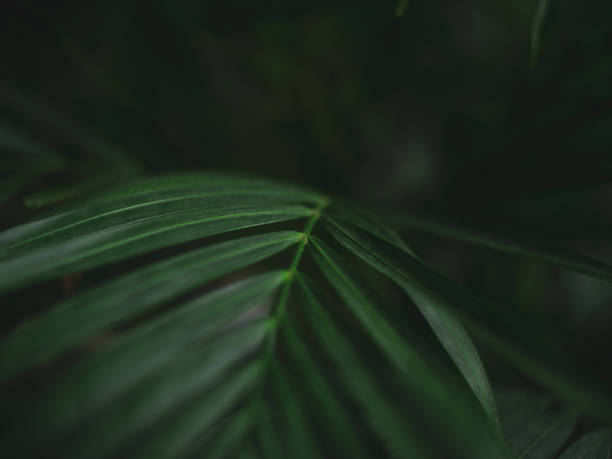 istock Dark green tropical palm leaves on black background 1318201508