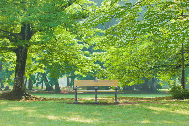 公園のベンチ - ベンチ ストックフォトと画像