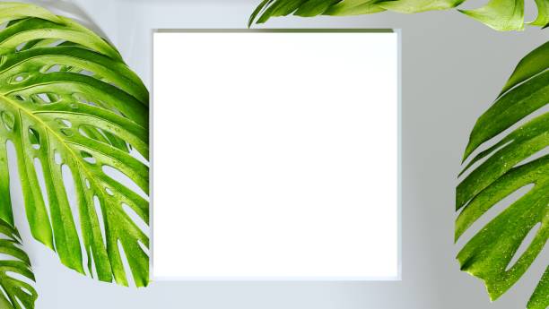 istock Tropical leaves Monstera with white square for your text  on grey background. 3d rendering 1318202199