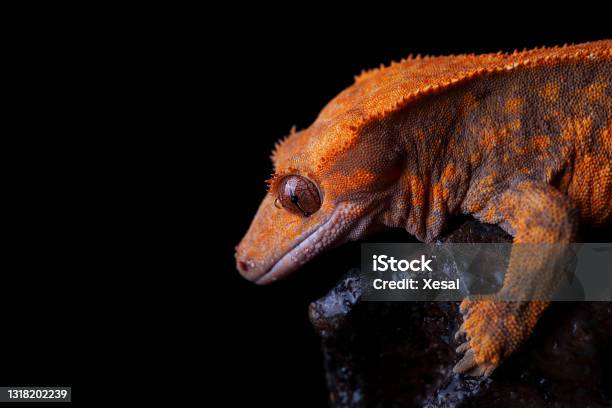 Crested Gecko On Black Background Stock Photo - Download Image Now - Animal Body Part, Animal Eye, Animal Head