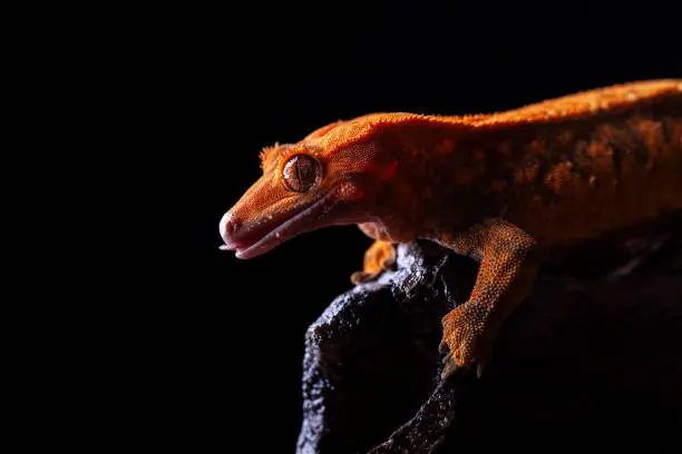 close up shoot of harlequin pinstripe crested gecko on black background, smile face animals with tongue out