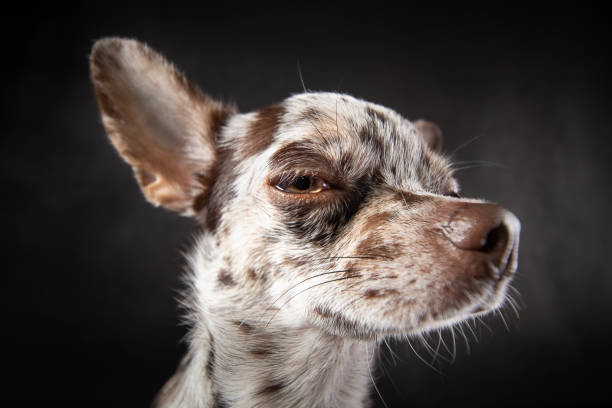 Close up portrait of merle chihuahua dog. Wide angle lens portrait, distorted proportions. Long nose, owersizes ears.  Isolated on black background. stock photo