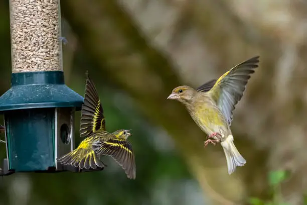 A Siskin and a Goldfinch contesting over a garden feeder