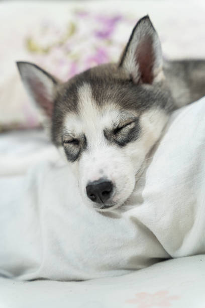 istock Puppy husky shutting her eyes and falling asleep 1318205573