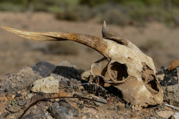 istock Dry Goat Skull Bone, Goat Skull background in the desert 1318205833