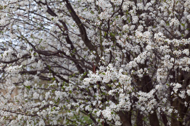 istock Close up view of branches with white flowers. Beautiful nature spring background. 1318207320