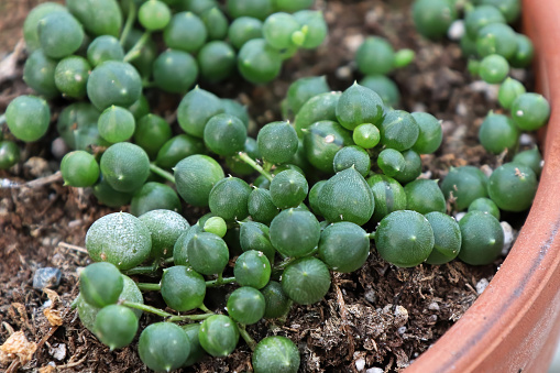 Macro of the leaves on a String of Pearls plant.