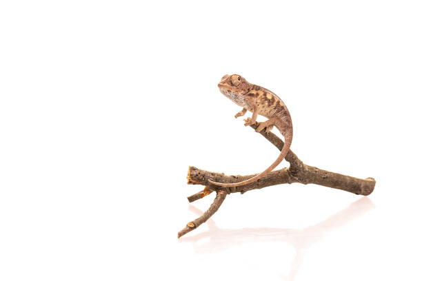 istock Studio shot of baby phanter chameleon isolated on white background, furcifer pardalis 1318207414