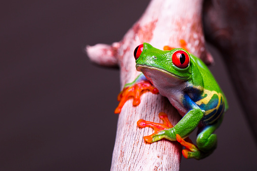 Red eyed tree frog standing on a branch