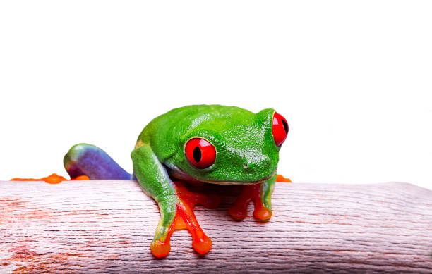 Red eyed tree frog isolated on white background