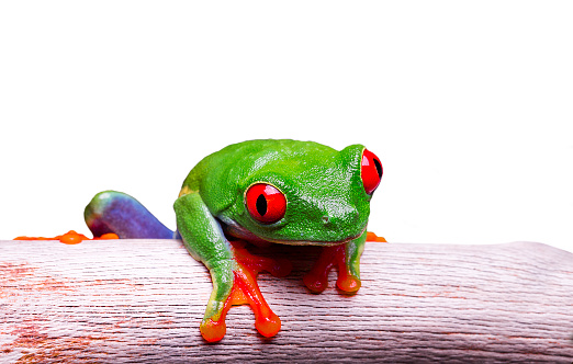 Red eyed tree frog standing on a branch and isolated on white background