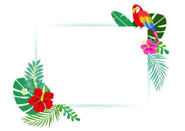 Tropical Summer Background Frame with Hibiscus Tropical Summer Background Frame with Hibiscus scarlet macaw stock illustrations