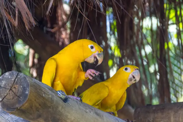 yellow and green bird known as ararajuba on a perch in Rio de Janeiro.