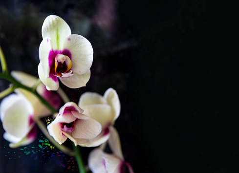 Purple and white orchid flowers against black background