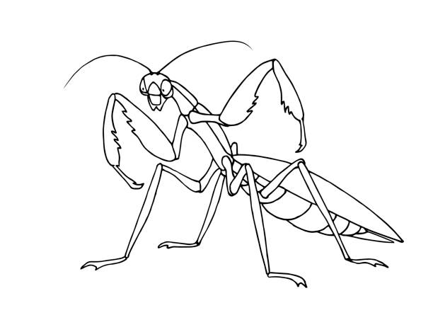 Mantis Before Attack Invertebrate Insect Voracious Predator Funny Character  Black Ink Lines Stock Illustration - Download Image Now - iStock