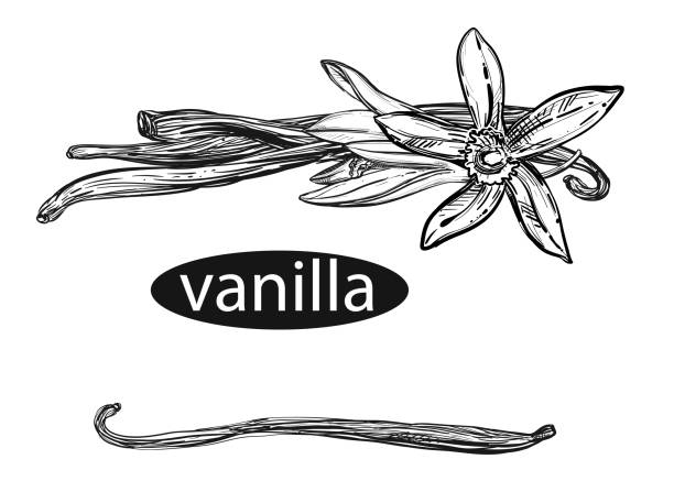 Hand drawn sketch black and white vanilla set. Vector illustration of spice, flowers. Elements in graphic style label, card, sticker, menu Hand drawn sketch black and white vanilla set. Vector illustration of spice, flowers. Elements in graphic style menu. vanilla orchid stock illustrations