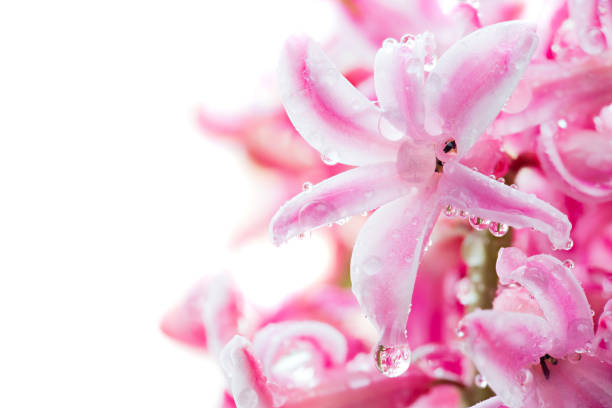 цветок гиацинт розовый цвет крупным планом изолированы - leaf defocused dew focus on foreground стоковые фото и изображения