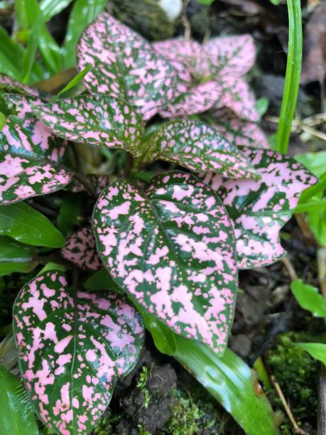 istock Pink and Green Plant 1318211945