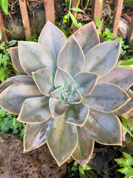 istock Succulent Damp after Rain Shower 1318211947