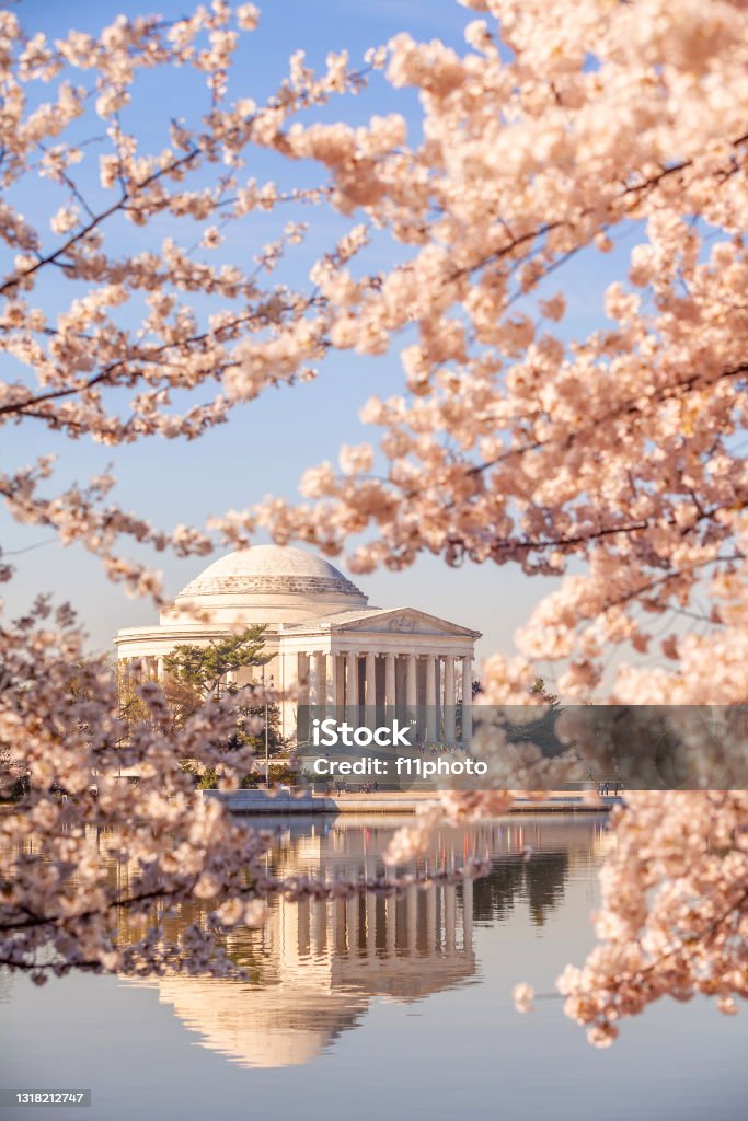 Cherry Blossom Festival in Washington, D.C. in USA The Jefferson Memorial during the Cherry Blossom Festival. Washington, D.C. in USA Cherry Blossom Stock Photo