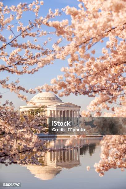 Cherry Blossom Festival In Washington Dc In Usa Stock Photo - Download Image Now - Cherry Blossom, Washington DC, Jefferson Memorial
