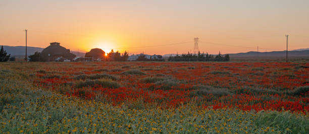 california golden orange maki o zachodzie słońca na wysokiej pustyni południowej kalifornii w pobliżu lancaster ca usa - poppy field flower california golden poppy zdjęcia i obrazy z banku zdjęć