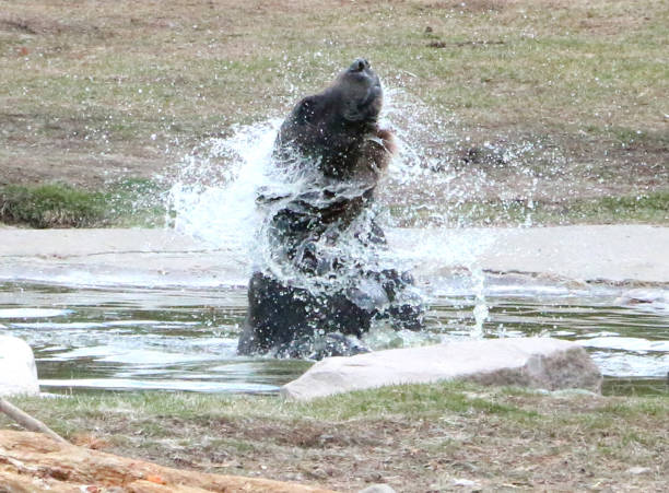 A closeup shot of a wet brown grizzly bear splashing around in a river