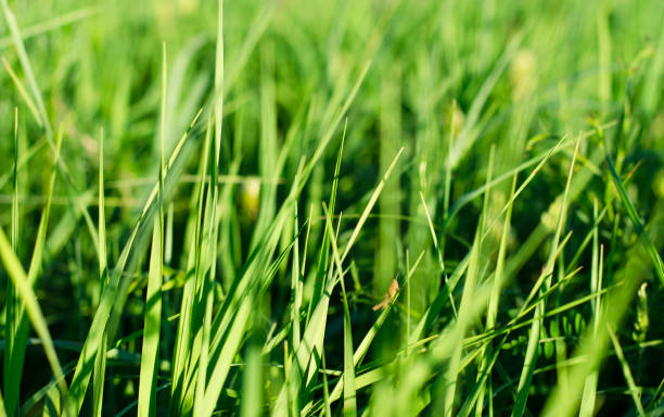green young grass close up
