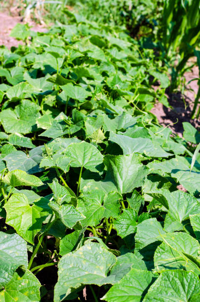 istock Cucumber leaves in a rural field 1318217148