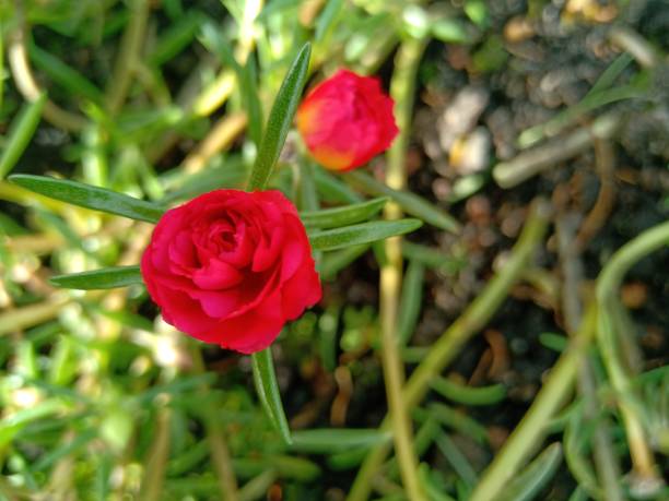 Flowers that are just about to bloom are red