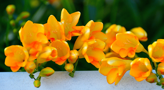 Freesia is a genus of about 14 species, which are Africa in origin, mostly South Africa. Freesia flowers are one of the most fragrant flowers. Freesia bulbs are usually grown for use as cut flowers. Flowers come in a great variety of colors such as white, yellow, red, pink, purple, orange and bi-colors.