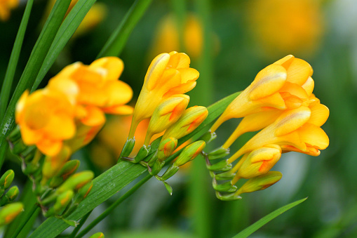 Freesia is a genus of about 14 species, which are Africa in origin, mostly South Africa. Freesia flowers are one of the most fragrant flowers. Freesia bulbs are usually grown for use as cut flowers. Flowers come in a great variety of colors such as white, yellow, red, pink, purple, orange and bi-colors.