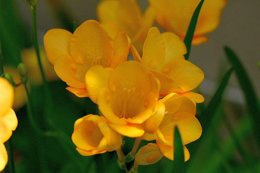 Close-up of a blooming yellow daffodil in the park