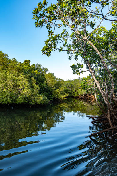 istock Mangroves of the lagoon 1318223875