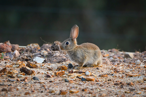 Young cotton tail rabbit outdoors