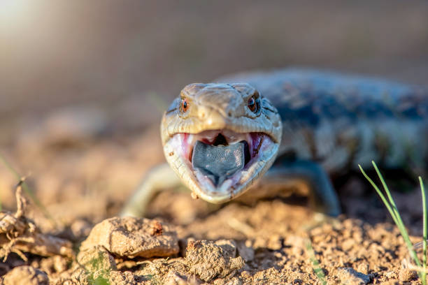istock Baby Blue tongued lizard 1318225757