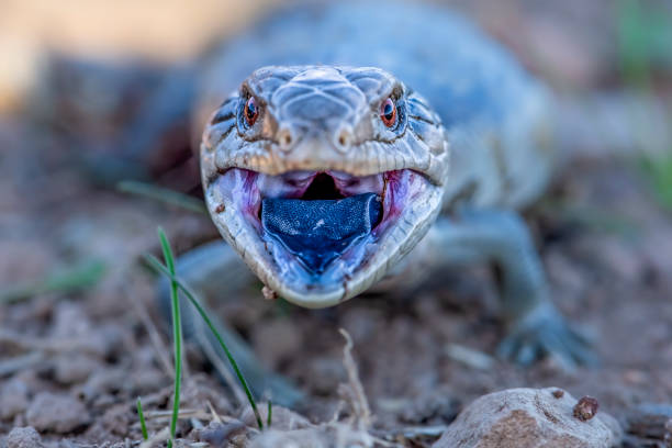 Baby Blue tongued lizard