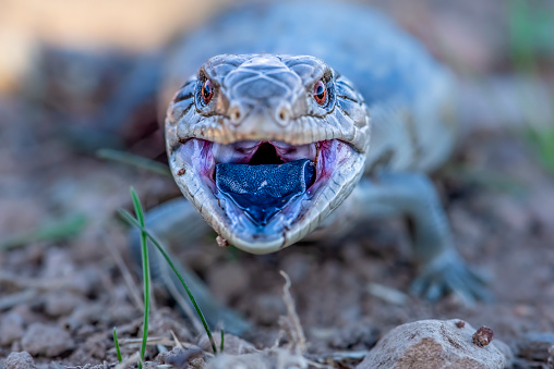 Extreme close up of an angry juvenile blue tongued lizard
