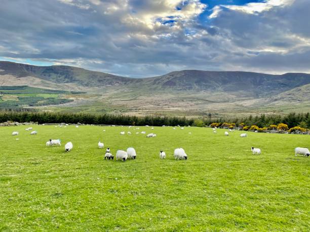istock Sheep’s grazing in green pasture 1318227222