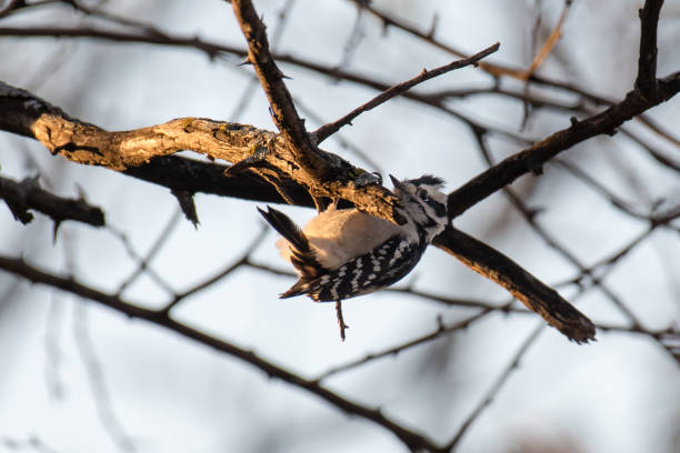 istock Downy Woodpecker in the early morning light 1318227225