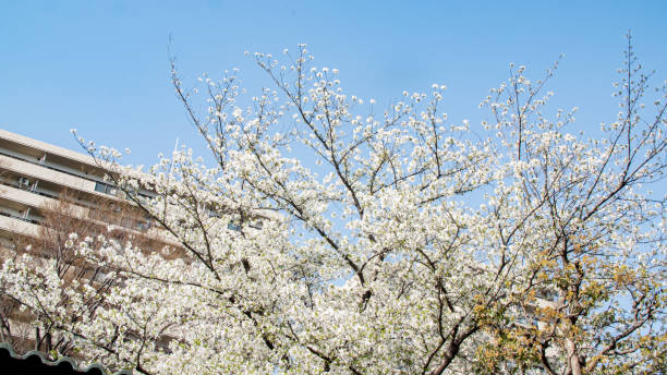 istock Cherry blossom sakura trees isolated against bright sky perspective with flower petals in spring in Kanagawa in Japan. 1318227363