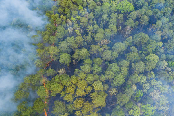 istock Aerial view of forest fire in spring fire in the forest 1318229714