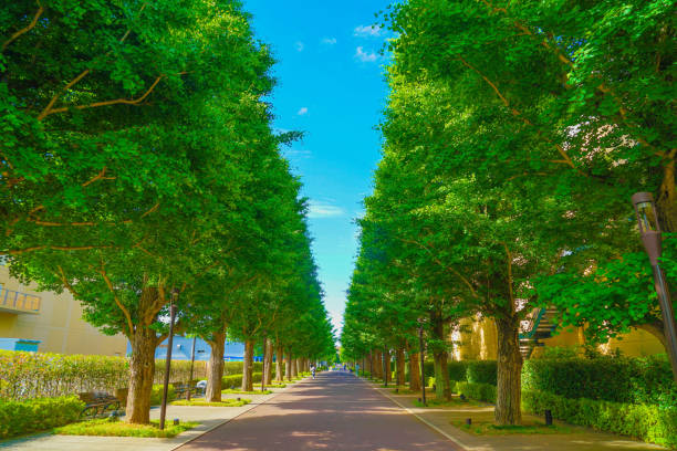 緑の緑のイチョウの並木道(秋島)