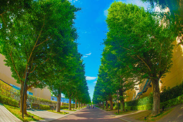 緑の緑のイチョウの並木道(秋島)