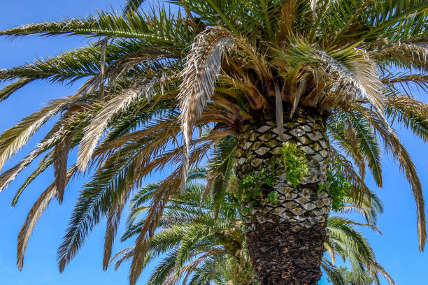 istock background with blue sky and branch of palm leaf 1318235380