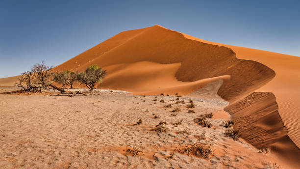 Namibia Giant Dune 45 Desert Sand Dune Panorama Namib-Naukluft Park Sesriem Giant Dune 45 Desert Sand Dune. Scenic Panorama Landscape of the famous gigantic Desert Sand Dune 45. Dune 45 is a star dune in Sossusvlei, Namibia, named from the fact that it is located 45km from the Sesriem Canyon. The Dune is composed of million year old sand brought by the Orange River from the Kalahari Desert. Sesriem, Namib-Naukluft Park, Namibia, South West Africa. namib sand sea stock pictures, royalty-free photos & images
