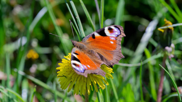 istock Monarch Butterfly And Wild Flowers 1318237176