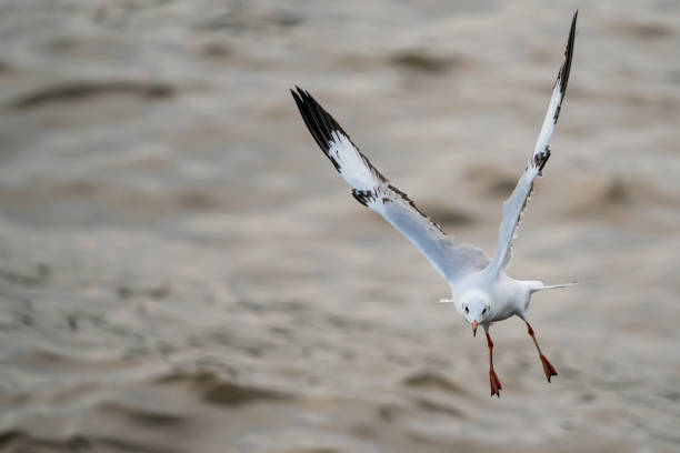istock Seagull flying, over the ocean. 1318237994