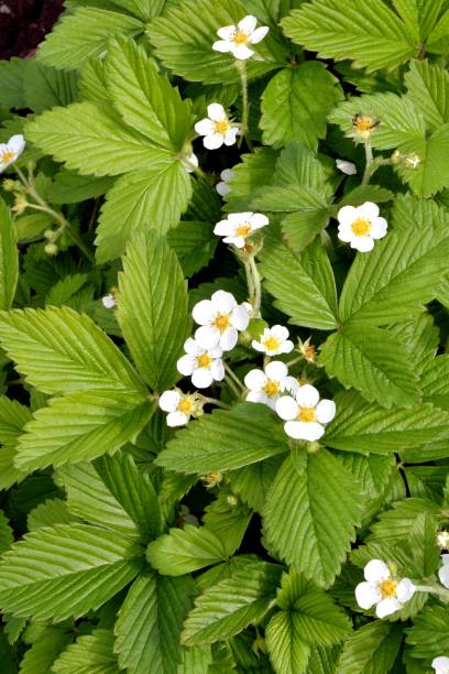 istock Small flowers of forest strawberries (Latin. Fragaria vsca) 1318238015